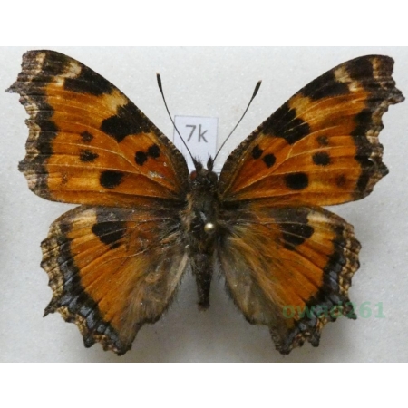 Nymphalis xanthomelas hazara Wyatt & Omoto, 1966 Tadjikistan7k